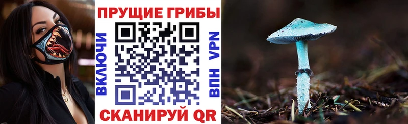 даркнет сайт  Суджа  МЕГА зеркало  Псилоцибиновые грибы Cubensis 